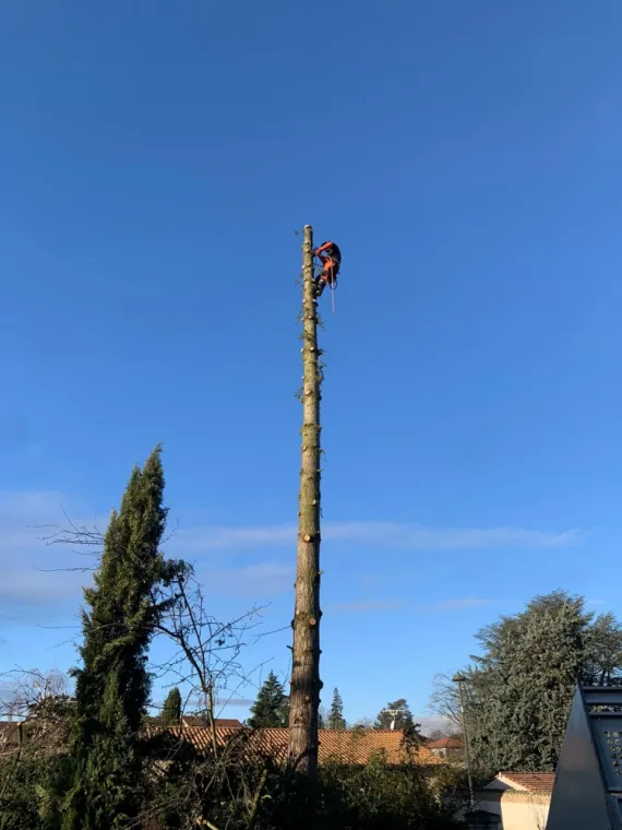 Abattage et démontage d'un sapin de Douglas 