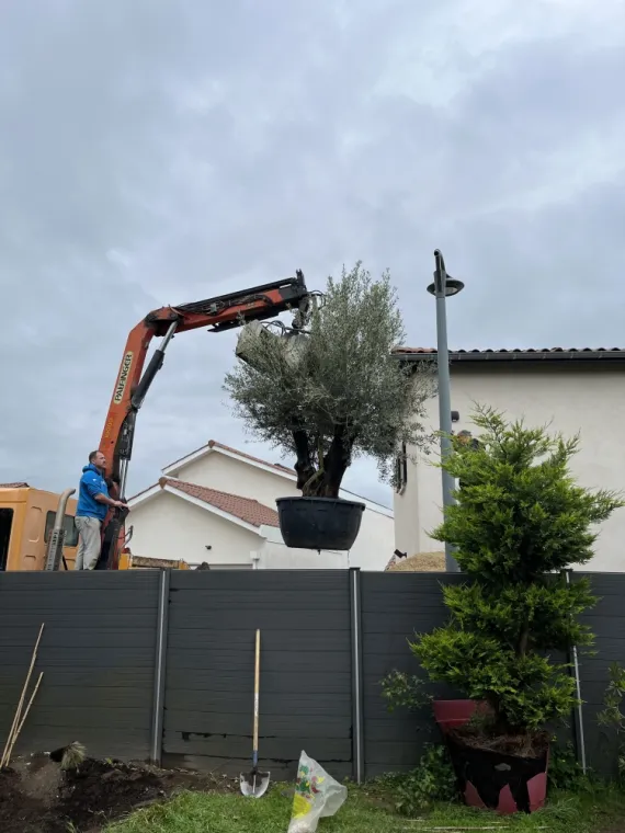Plantation d'un olivier au camion grue, Saint-Symphorien-sur-Coise, Jeoffrey Pachal