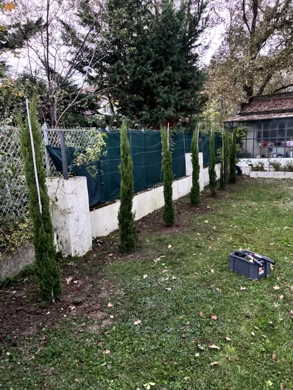 Plantation de cyprès d'Italie à Charbonnière les bains, Saint-Symphorien-sur-Coise, Jeoffrey Pachal