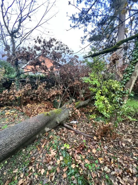 Enlèvement arbre tombé tempéte Paysagiste Messimy 