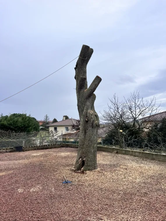 Abattage d'un arbre Paysagiste élaguer chaponost pachal paysage 
