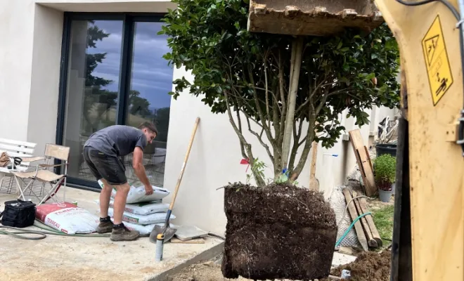 Plantation d'un camélia à Francheville paysagiste Pachal