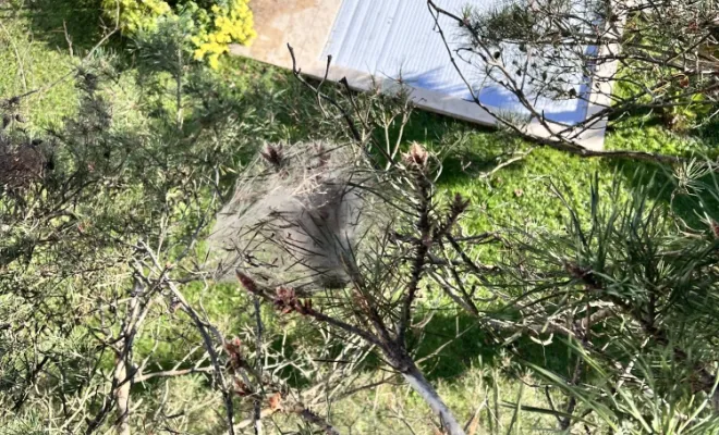 Enlèvement nid de chenille Chaponost Francheville paysagiste