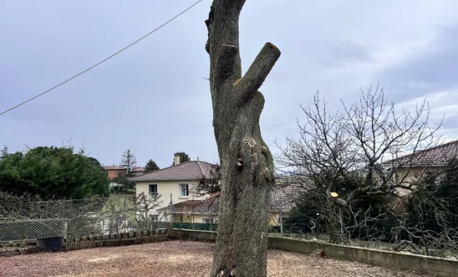 Abattage d'un marronnier à Chaponost Elagage Pachal Jeoffrey