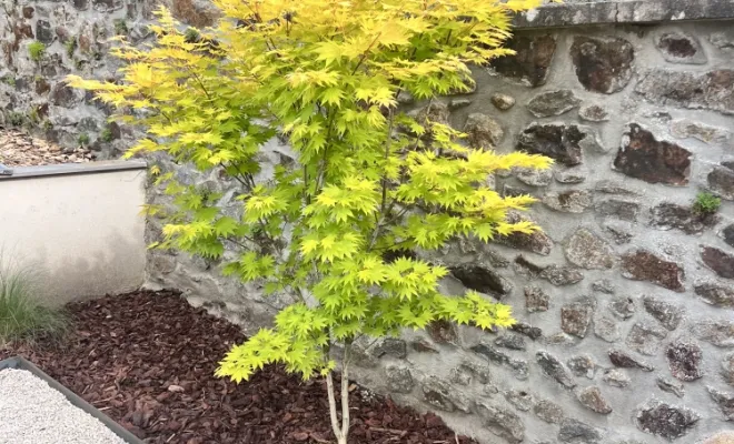 Plantation d'un érable du japon à Brignais Paysagiste Jeoffrey Pachal
