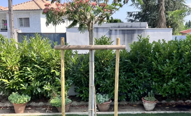 Plantation d'un albizia à Chaponost Paysagiste Jeoffrey Pachal