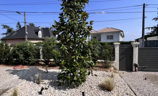 Plantation d'un magnolia à Chaponost Paysagiste Jeoffrey Pachal