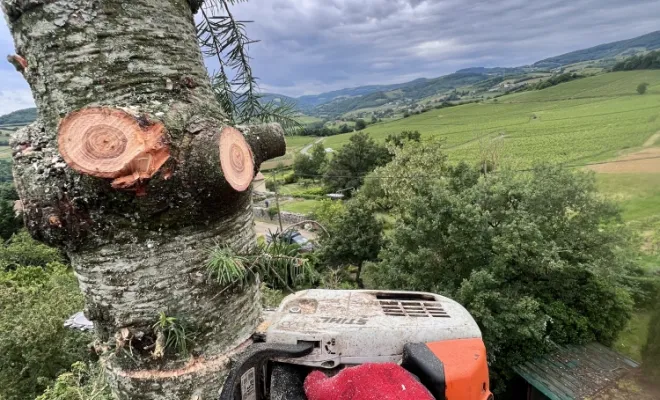 abattage d'un sapin à Francheville EURL Pachal Jeoffrey élagueur