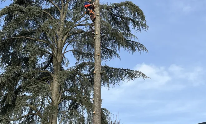 élagueur chaponots abattage d'arbre Pachal Jeoffrey