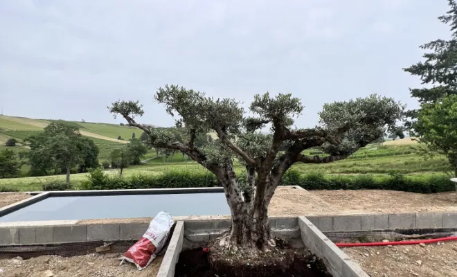 Plantation d'un olivier paysagiste EURL Pachal Jeoffrey Lyon