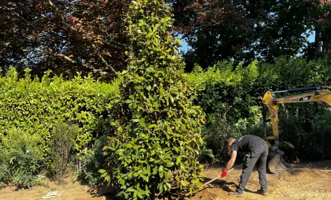 Plantation d'un magnolia
